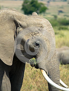 Elephant head, eyes and tusker close-up detail