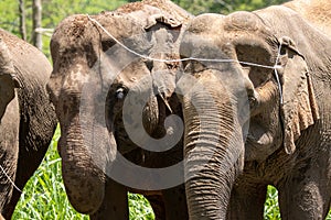 Elephant head family close together To feel like elephants whispering to each other Elephant in Thailand photo