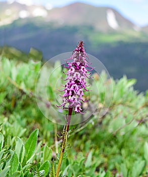 Elephant Head Flower Along the Ute Trail in Rocky Mountain National Park