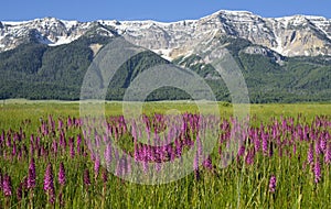 Elephant Head Flowers at Redrock Lakes National Wildlife Refuge photo