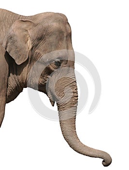 An elephant head isolated