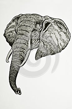 Elephant head portrait