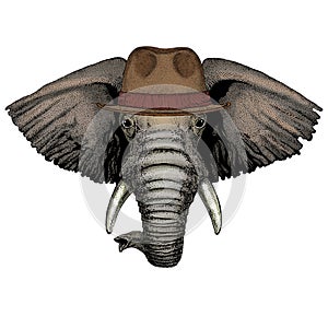 Elephant head. Portrait of wild animal. Fedora classic hat.