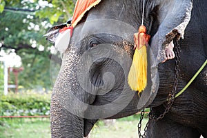 Elephant head shot with chains used for transportation