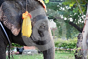 Elephant head shot with chains used for transportation