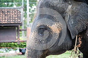 Elephant head shot with chains used for transportation