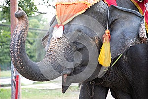 Elephant head shot with chains used for transportation