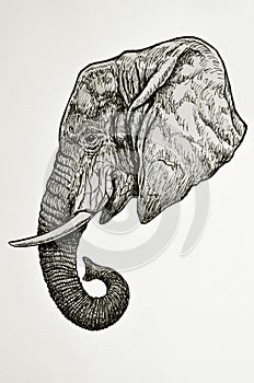 Elephant head side view