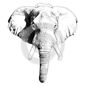 Elephant head sketch vector