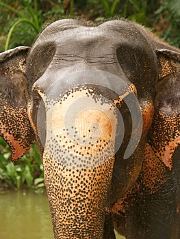 Elephant head, Sri Lanka