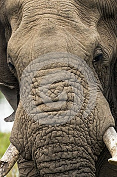 Elephant head trunk tusk pattern and texture
