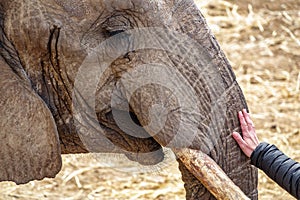 Elephant head with tusk and woman hand