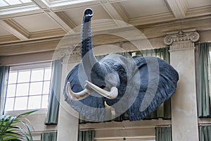 Elephant head on a wall in a mansion