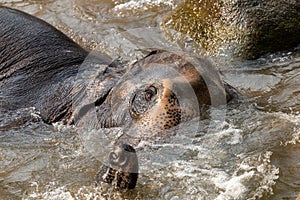 Elephant headshots, elephants soaking in the river Elephants in summer, Thai elephants, mahouts take them to swim