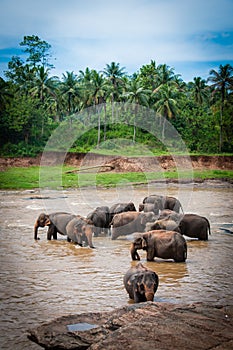 Elephant heard photo