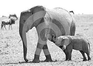 Elephant and her calf in Masai Mara, Kenya.