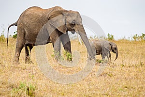 Elephant and her cub in the savannah of Maasai Mara