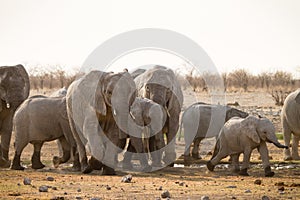 Elephant herd