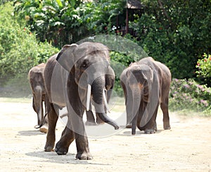 Elephant Herd