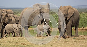 Elephant herd with 2 tiny babies