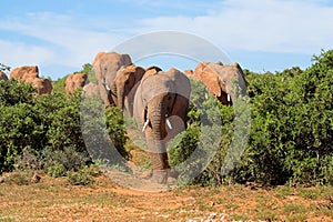 Elephant Herd