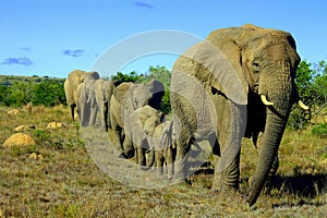 Elephant herd photo