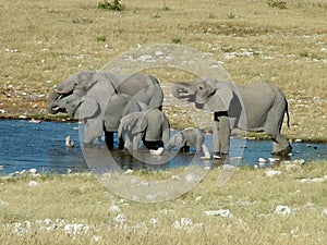 A Elephant Herd