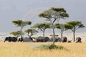 Elephant Herd