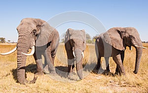 Elephant Herd