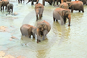 Elephant Herd