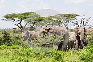 Elephant herd