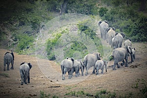 Elephant herd