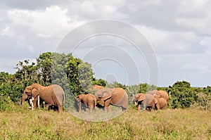 Elephant herd, Addo Elephant National park, South Africa