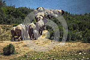 Elephant herd at Addo National Park