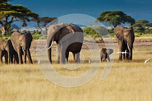 Elephant herd in Amboseli