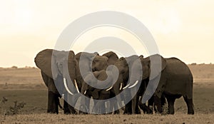Elephant herd in Amboseli