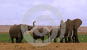 Elephant herd in Amboseli