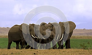 Elephant herd in Amboseli