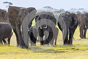 Elephant herd, Amboseli, Africa