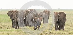 Elephant herd in Amboseli, Kenya