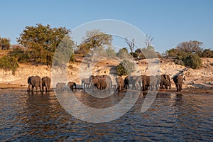 Elephant Herd on the Bank of Chobe River