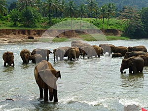 Elephant herd bathing