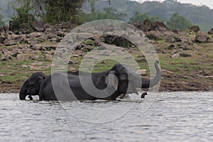 Elephant Herd bathing in kabini backwaters,Kabini,Nagarhole,Karnataka,India