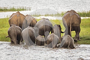Elephant herd bathing at Minneriya National Park, Sri Lanka