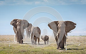 Elephant herd with a big tusker walking across the Amboseli plains Kenya