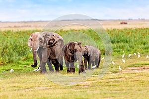 Elephant Herd with Cattle Egrets photo