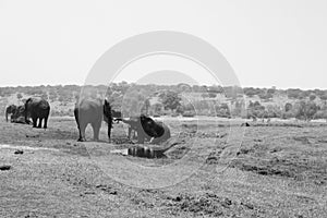 Elephant herd in Chobe National Park, Botswana