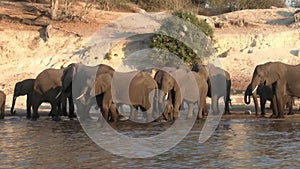 Elephant Herd on Chobe River, Botswana