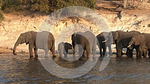 Elephant Herd on Chobe River, Botswana