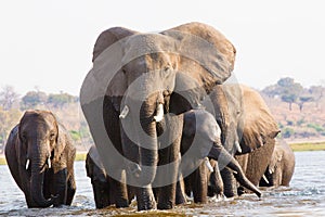 Elephant herd crossing the river